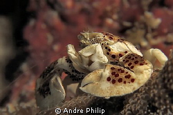 porcelain crab by Andre Philip 